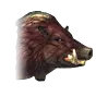 Boar